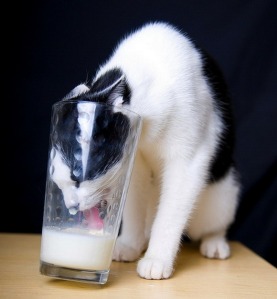 funny-cat-putting-its-head-into-a-glass-for-milk